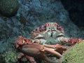 Crab Feeding